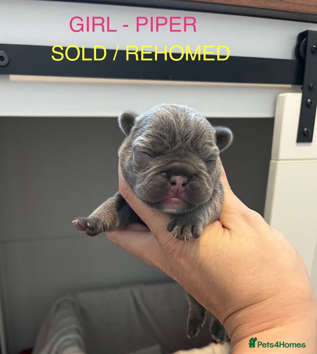 French Bulldog dogs for sale: 1 GIRL REMAINING FROM LITTER OF 5 FRENCH BULLDOGS  - Advert 4