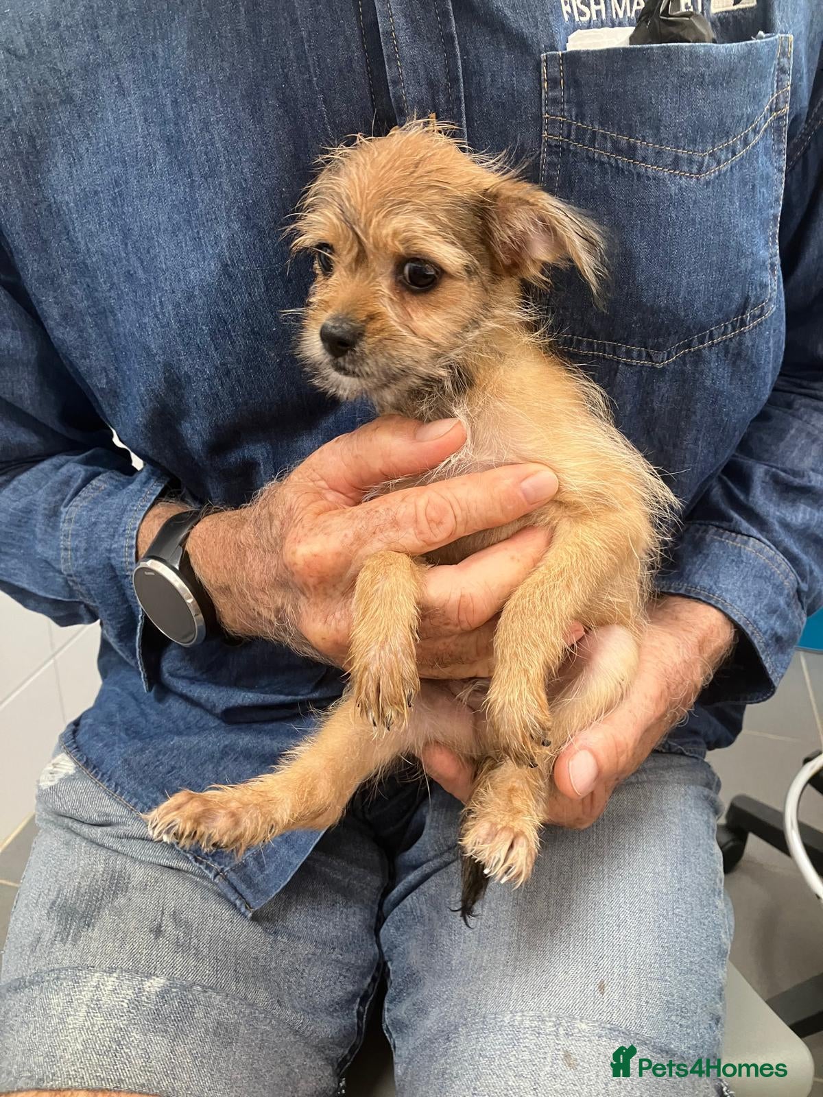 Mixed Breed dogs Restful Little Rupert - REHOMED - Advert 2