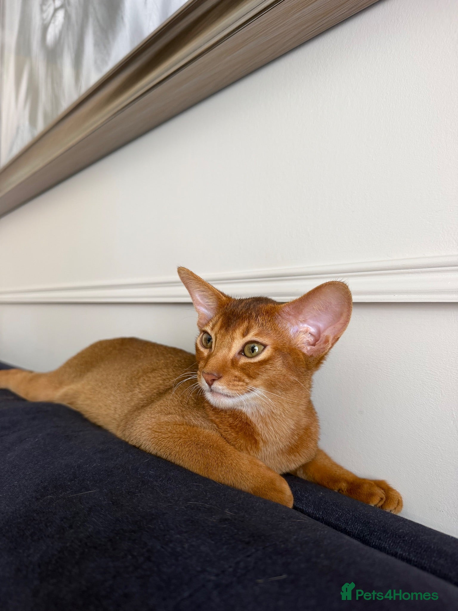 Abyssinian cats Pure Abyssinian 🌸Ready for New Home - Advert 1