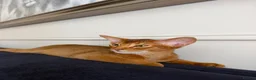 Abyssinian cats for sale: Pure Abyssinian 🌸 - Advert 4