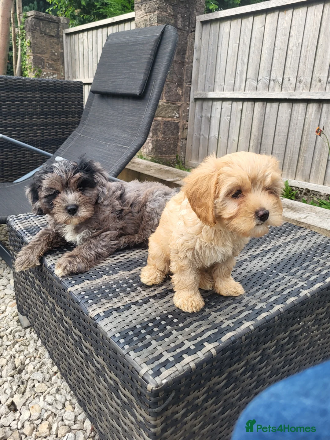 Cavapoo dogs for stud: Extensively DNA tested CAVAPOO Stud  - Advert 7