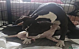 Mixed Breed dogs for sale: Beautiful mixed breed puppies - Image 19