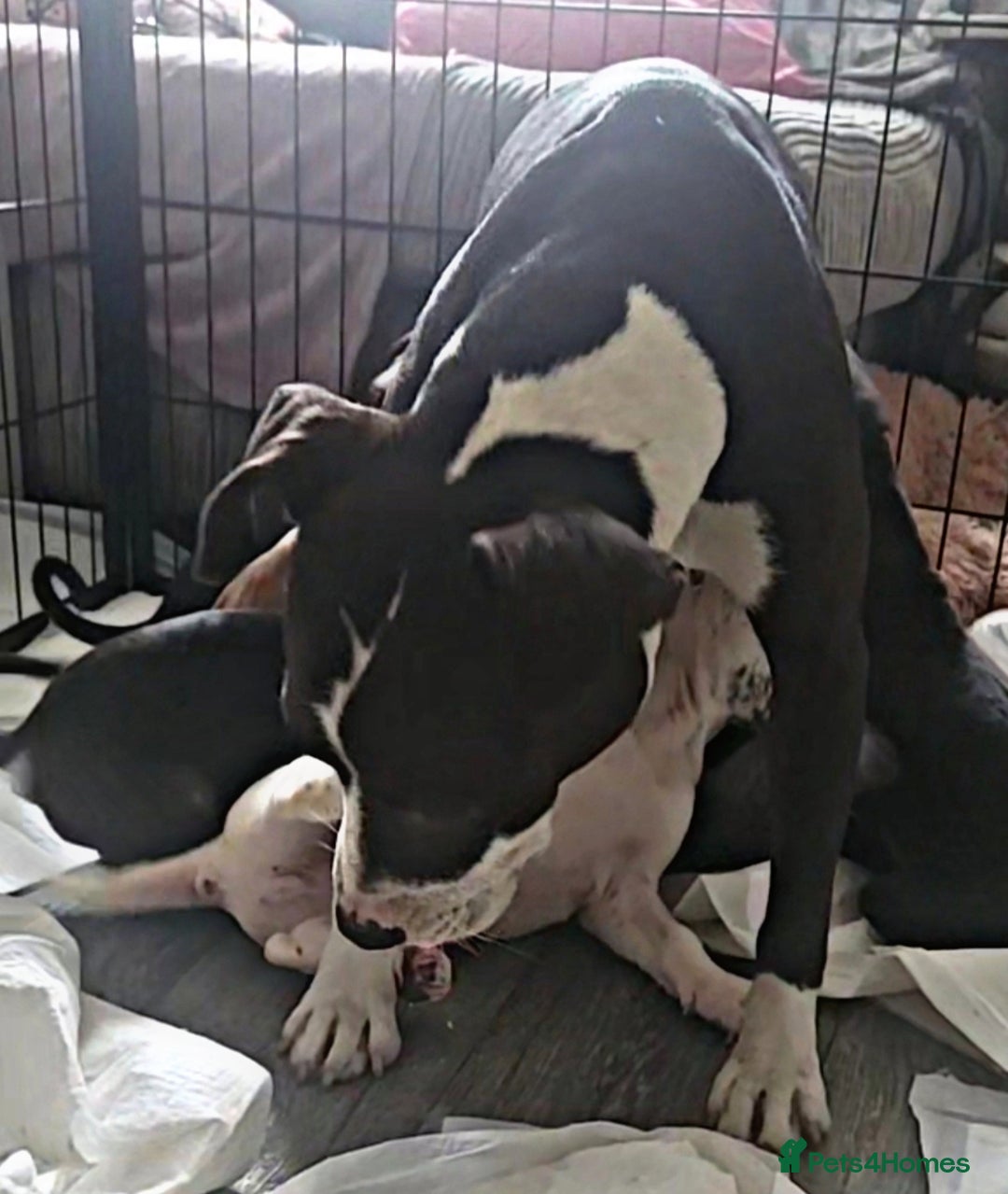 Mixed Breed dogs for sale: Beautiful mixed breed puppies - Image 19