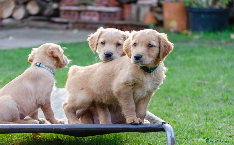 Golden Retriever dogs - Advert 3