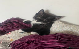 Mixed Breed cats for sale: X BRITISH SHORT adorable kittens ready 4 new home - Image 13