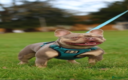 French Bulldog dogs for sale: Kc Registered 5 Generation Pedigree Quality  - Image 21