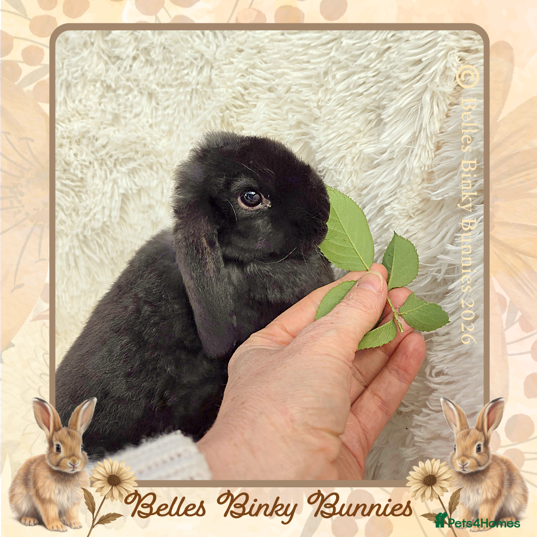 Mini Lop rabbits 🌼 Ready Now! 🌼 Plush Baby Boy (Purebred)🌼  - Advert 2