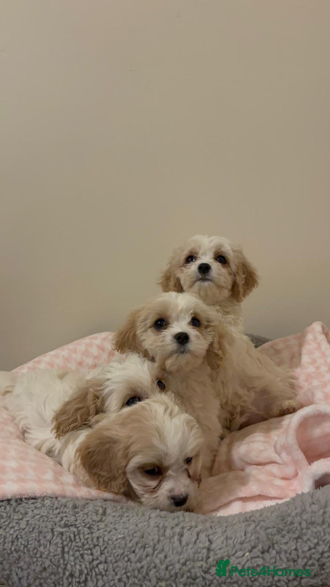Cavachon dogs for sale: Health tested F1 cavachons  - Advert 5