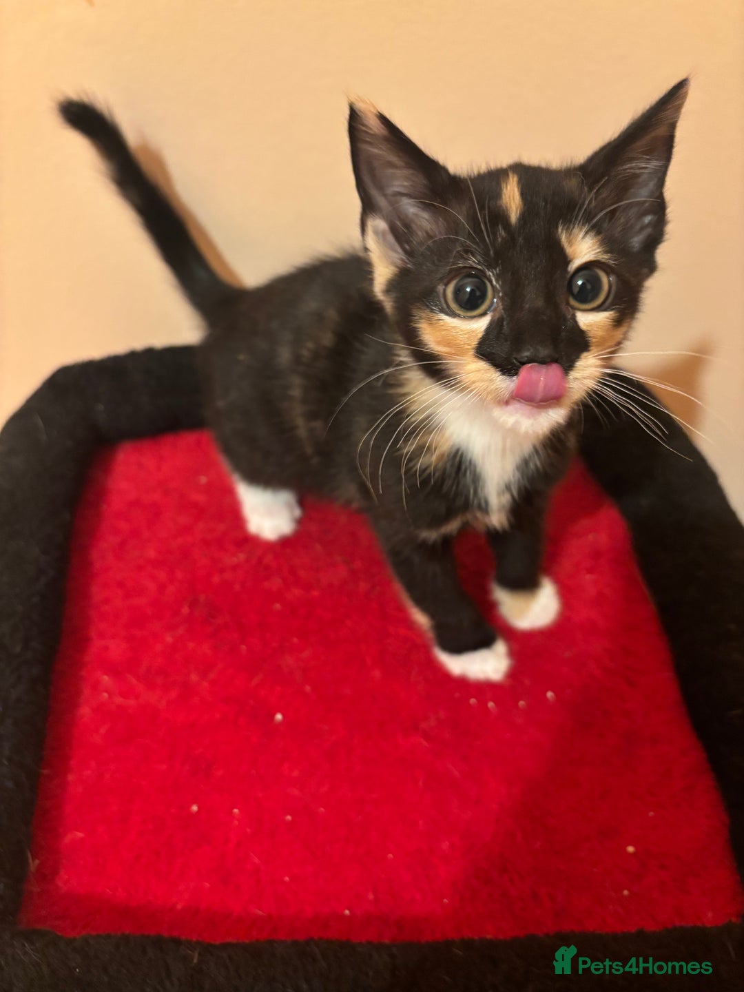 Mixed Breed cats for sale: Gorgeous Kittens Ready For A New Home!  - Advert 2