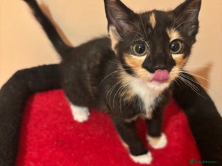 Mixed Breed cats Gorgeous Kittens Ready For A New Home! - Advert 16