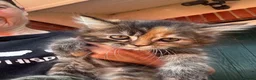 Mixed Breed cats for sale: Beautiful maine coon cross persian kittens  - Advert 5