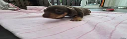 Dachshund dogs for sale: Miniature dachshund puppies in Bridlington - Advert 6