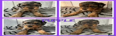 Purple Collar