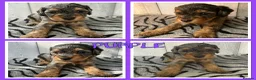 Mixed Breed dogs for sale: 🐶 🐾 Beautiful Cavapoochon Puppies 🐾 - Advert 14