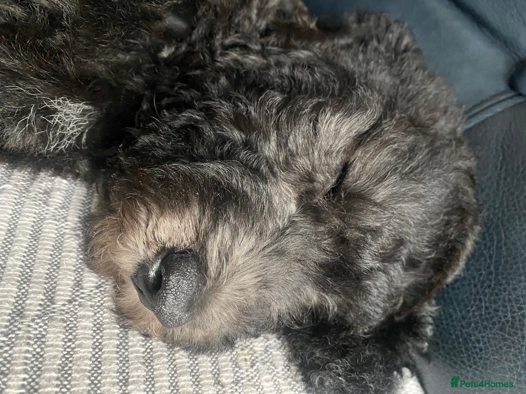 Mixed Breed dogs for sale: COCKERPOO/BEDLINGTON GIRL PUPPY!!!❤️ - Advert 4