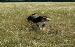 Beagle dogs for adoption: Bonnie needs her forever home  - Image 3