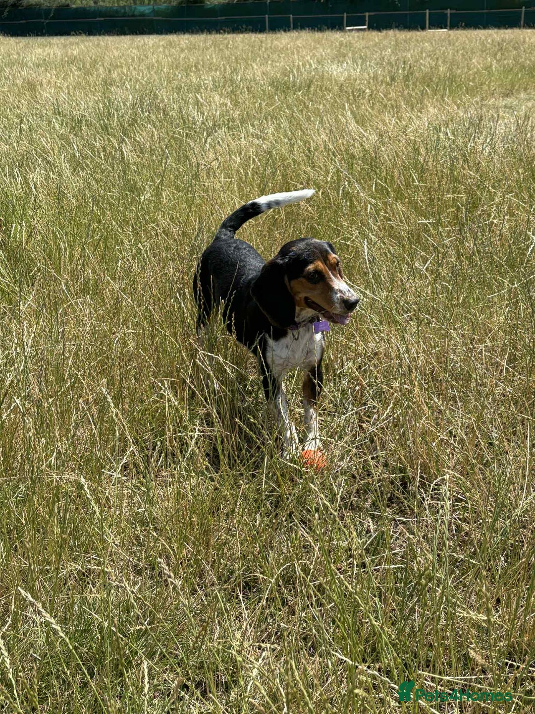 Beagle dogs for adoption: Bonnie needs her forever home  - Image 3