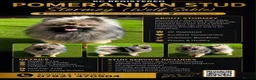Pomeranian dogs for stud: STORMZY STUD  - Advert 1