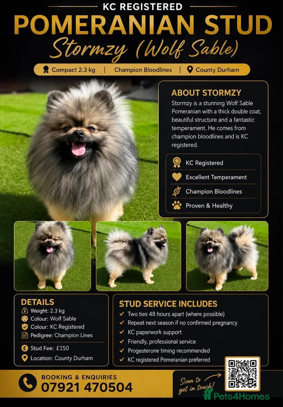 Pomeranian dogs for stud: STORMZY STUD  - Advert 1