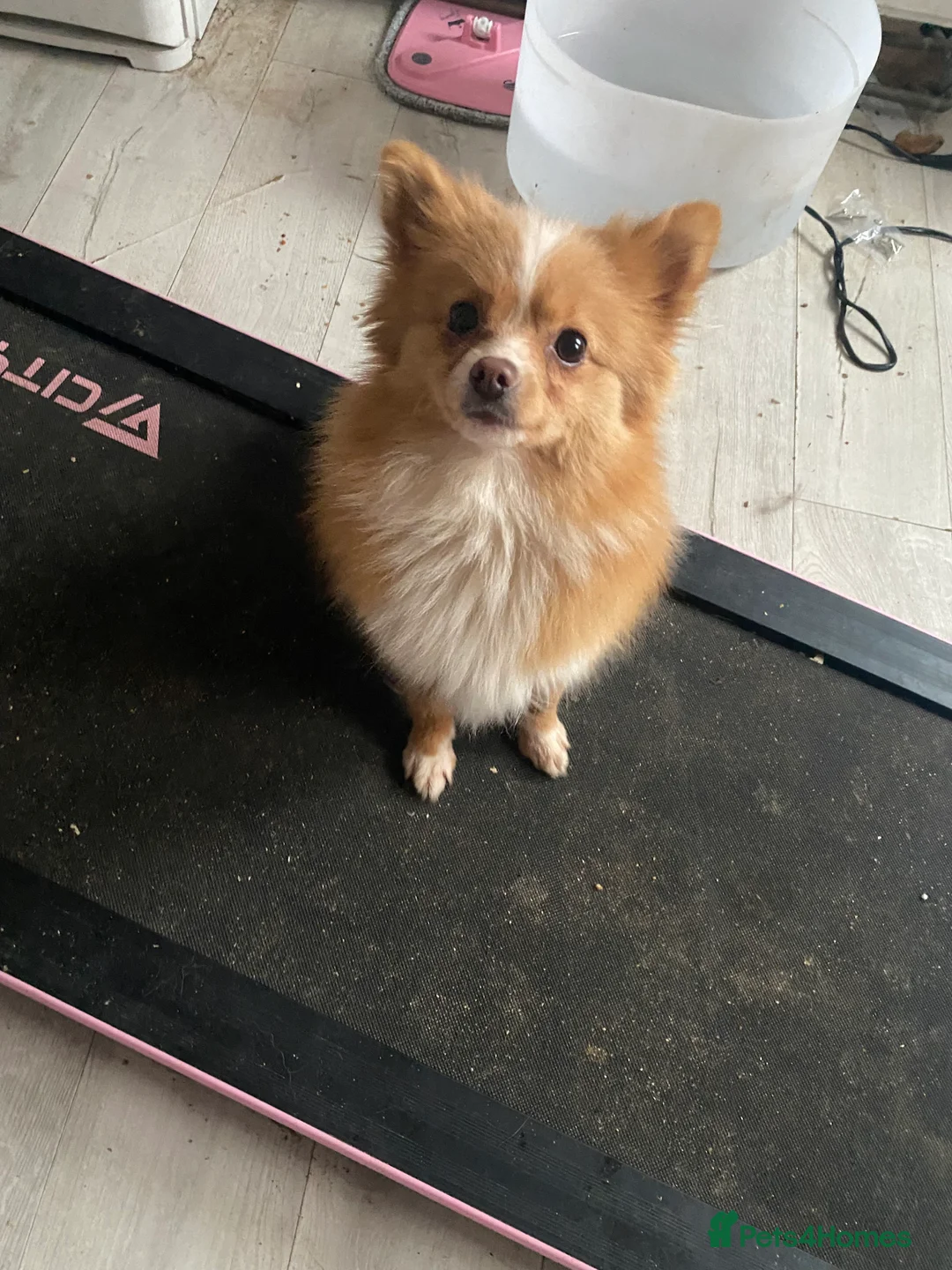 Pomeranian dogs for sale: Adventurous girl Pomeranian  - Advert 10