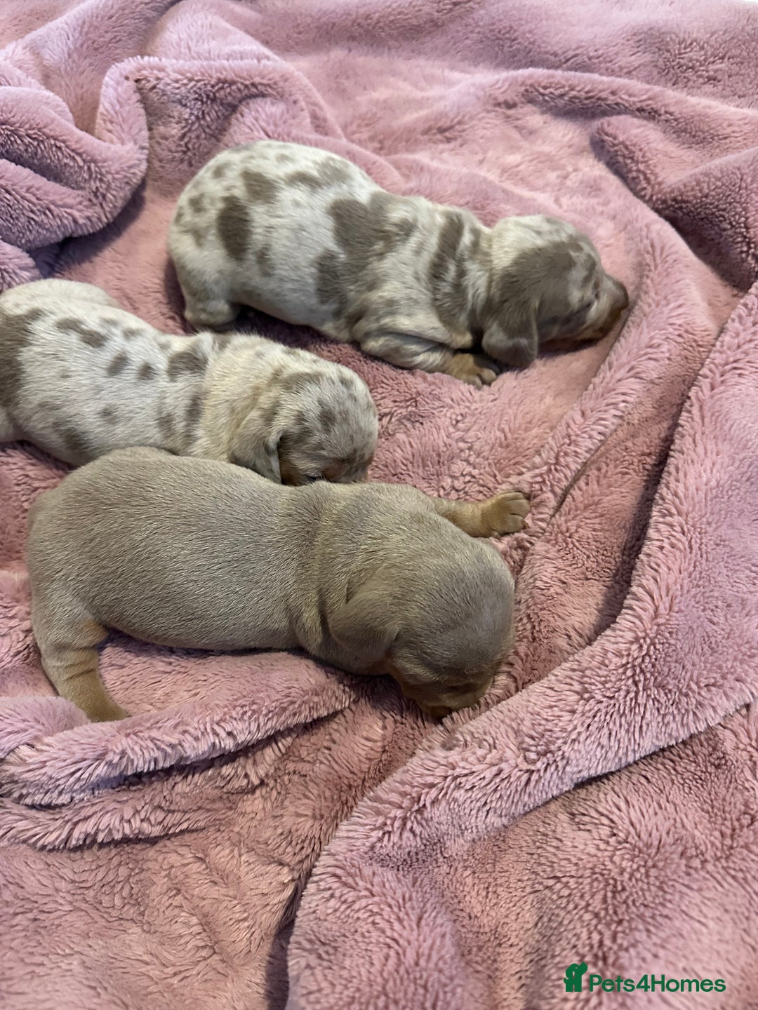 Miniature Dachshund dogs for sale: Special delivery ❤️💙 Ready to leave Feb 10th 🌹 - Advert 3