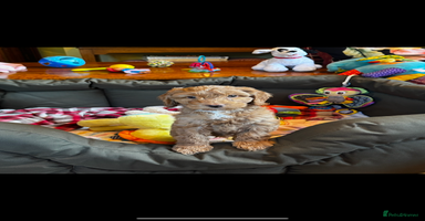 Cavapoo dogs - Advert 11