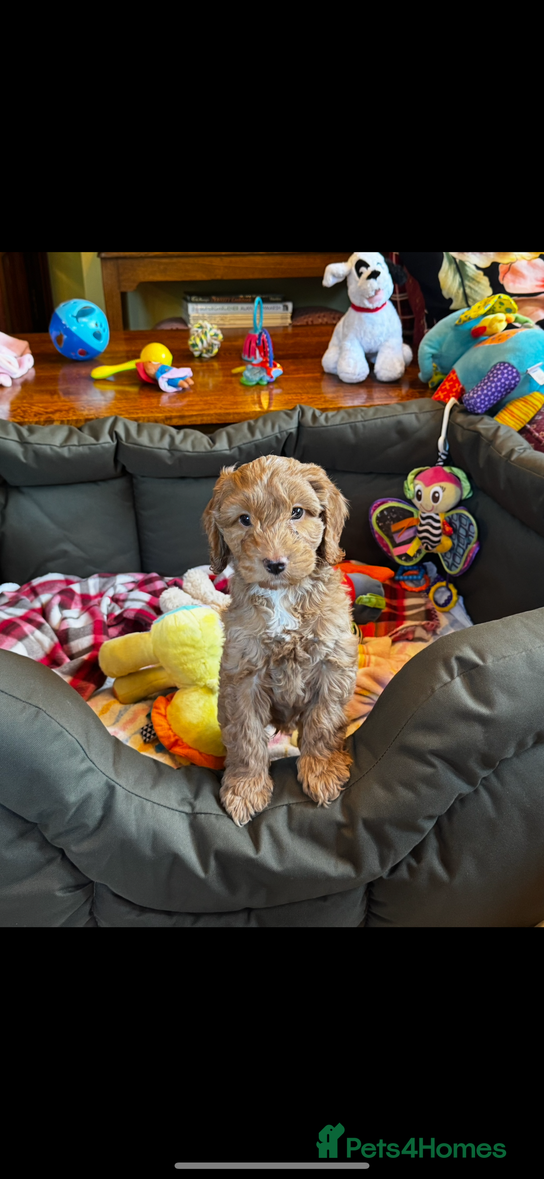 Cavapoo dogs for sale: Health tested cavapoos  - Image 2