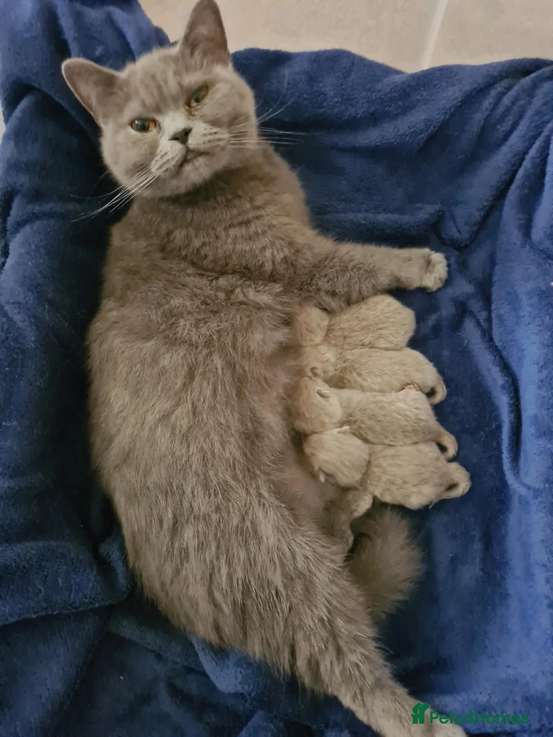 British Shorthair cats for sale: Gorgeous British Shorthair Kitten - Advert 2