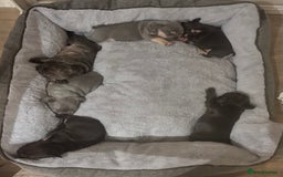 French Bulldog dogs for sale: REDUCED - Only 3 Puppies left  - Image 10