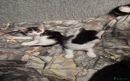 Mixed Breed cats for sale: Friendly kitten - Advert 17