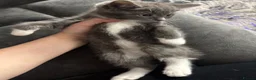 Ragcoon cats for sale: Ragdoll cross maincoon kittens  - Advert 7