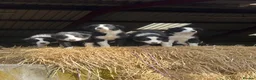 Border Collie dogs for sale: Border collie in Denbigh - Advert 2