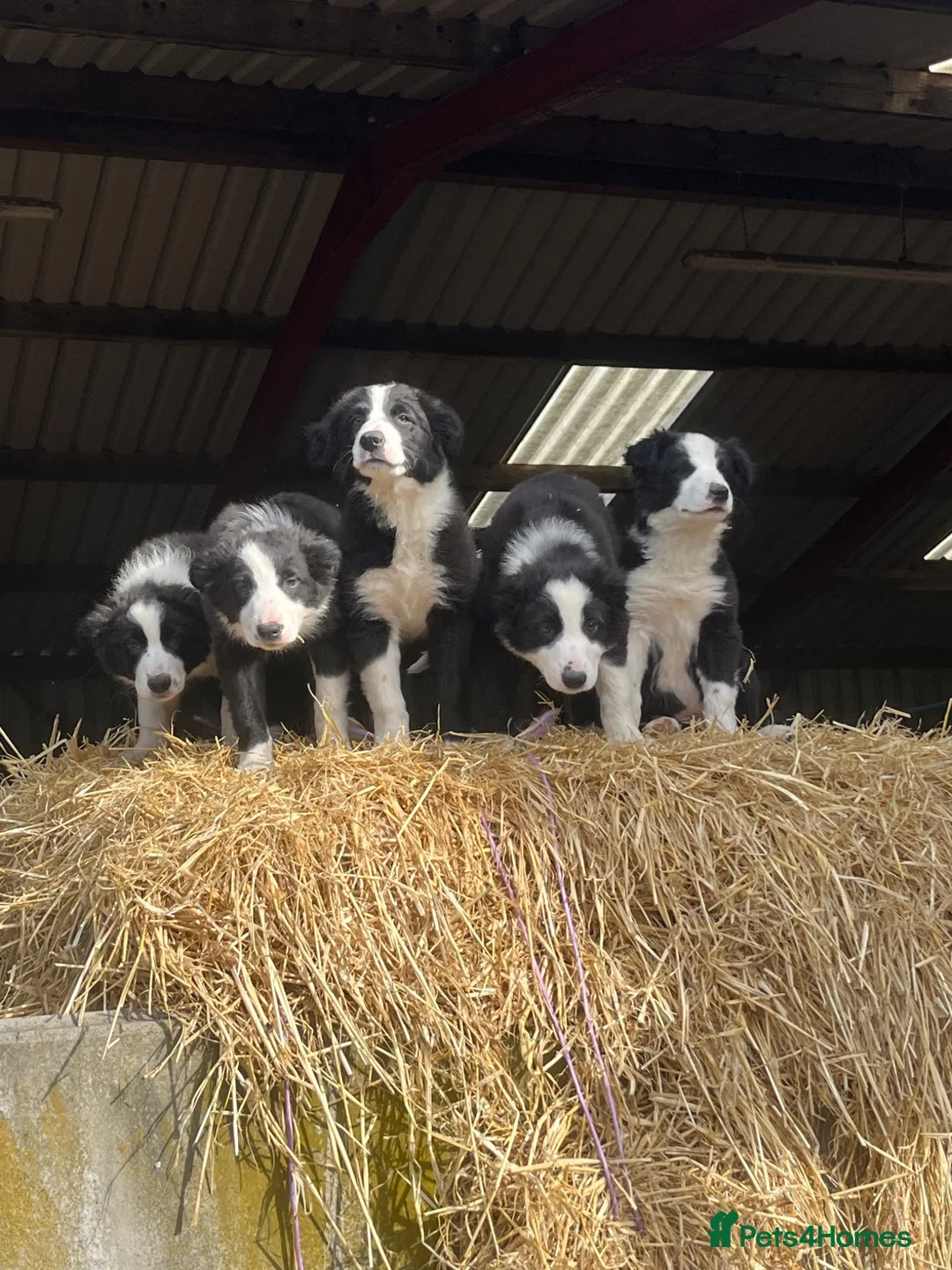 Border Collie dogs for sale: Border collie in Denbigh - Advert 2
