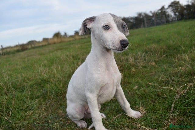 Whippet dogs READY NOW Beautiful Pedigree Whippet Boys - Advert 3