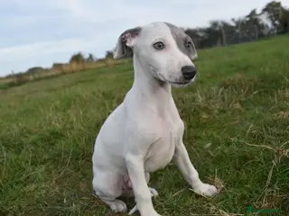 Whippet dogs READY NOW Beautiful Pedigree Whippet Boys - Advert 3