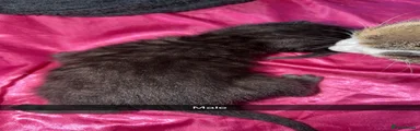 Mixed Breed 3