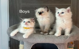 Ragdoll cats for sale: Attention🎈Rare Kitten  - Image 13