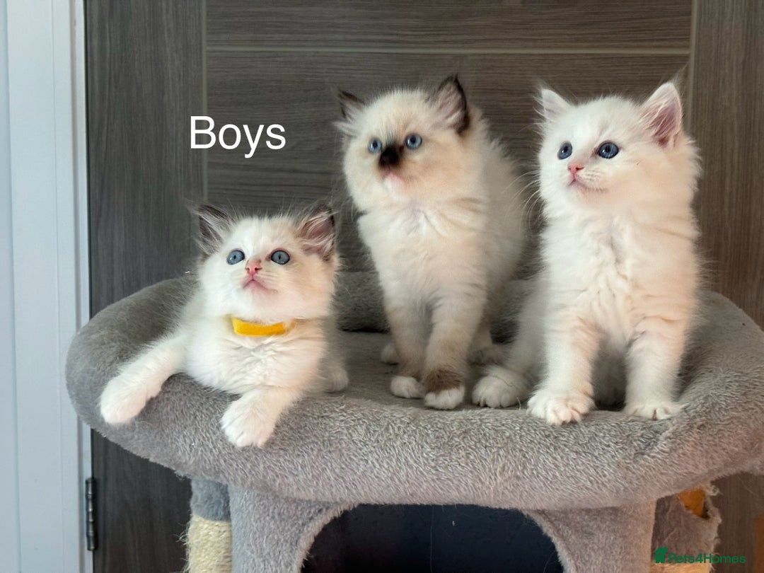 Ragdoll cats for sale: Attention🎈Rare Kitten  - Image 13