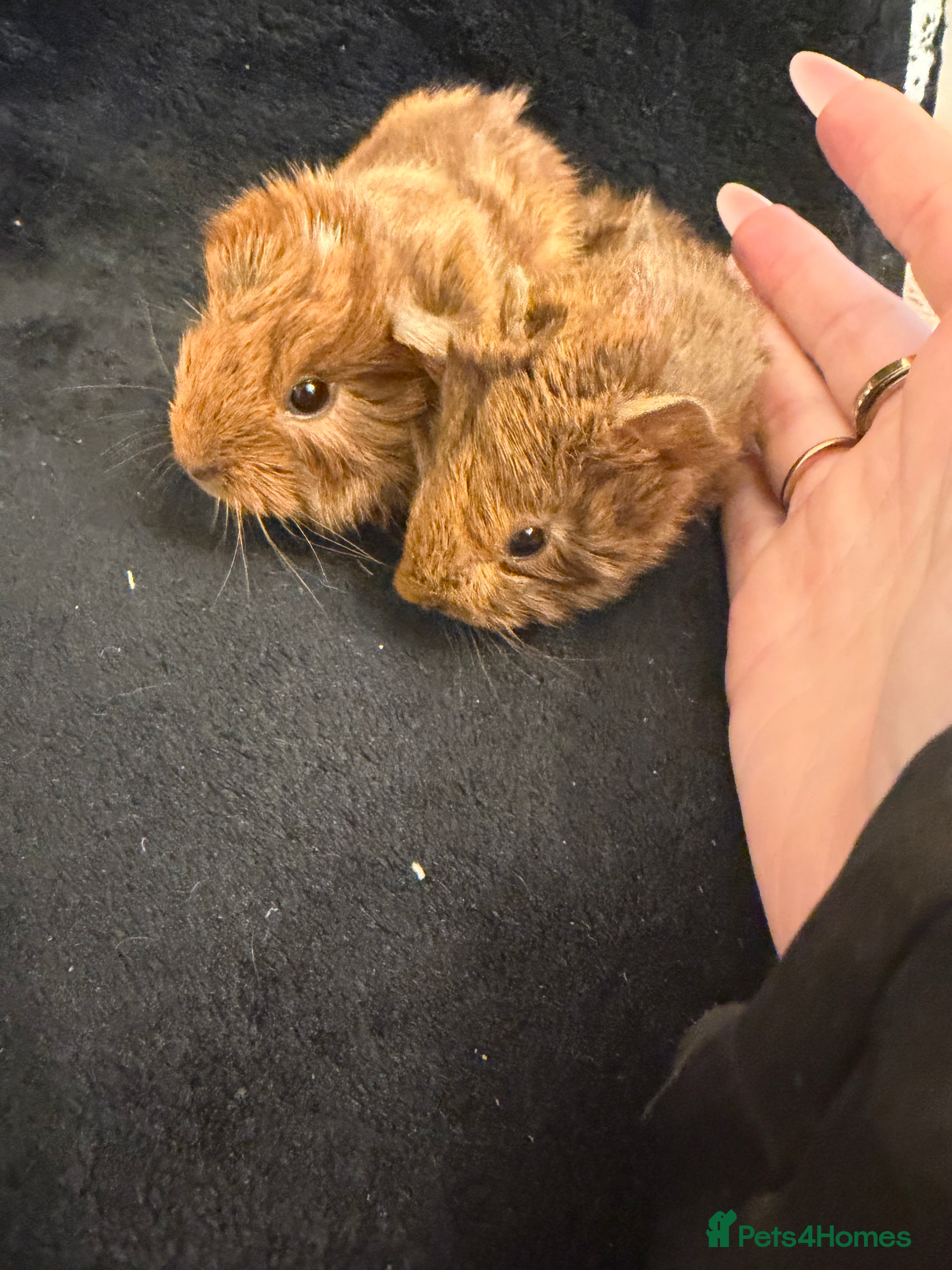 Guinea Pig rodents Baby Female and male Guinea pigs  - Advert 7