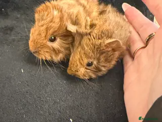 Guinea Pig rodents Baby Female and male Guinea pigs - Advert 7