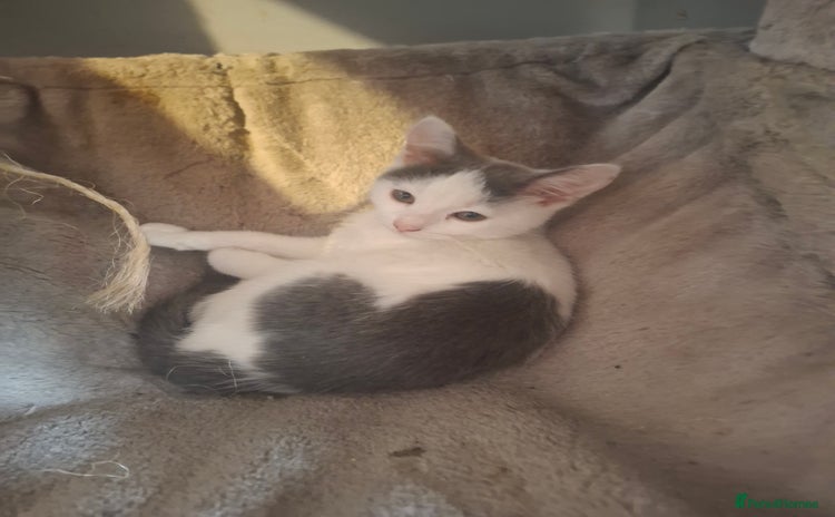 Mixed Breed cats - Advert 15