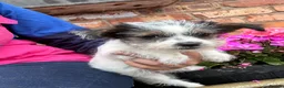 Mixed Breed dogs for sale: Beautiful Jack Russell X puppies  - Advert 5