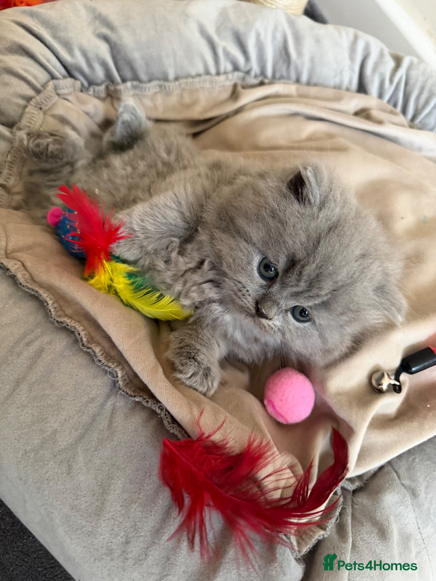 British Shorthair cats Stunning GCCF Reg. British Shorthair Kittens 🐾 - Advert 1