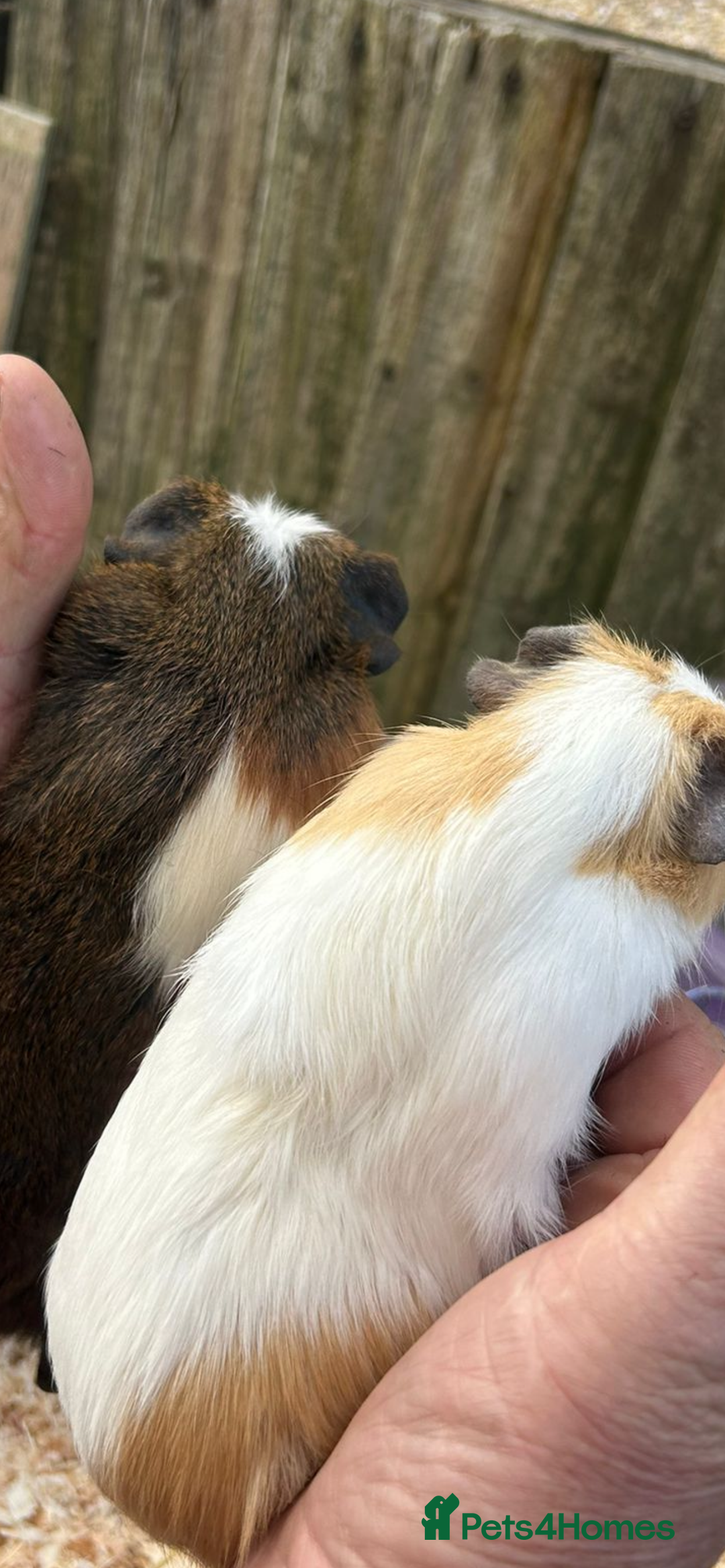 Guinea Pig rodents for sale: Male baby Guineapigs  - Image 6
