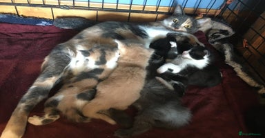 Mixed Breed cats - Advert 3