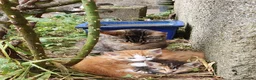Mixed Breed cats for sale: Kitten Klub - Advert 6
