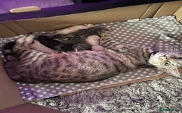 British Shorthair cats for sale: 6 adorable BSH kittens looking for forever homes  - Image 16
