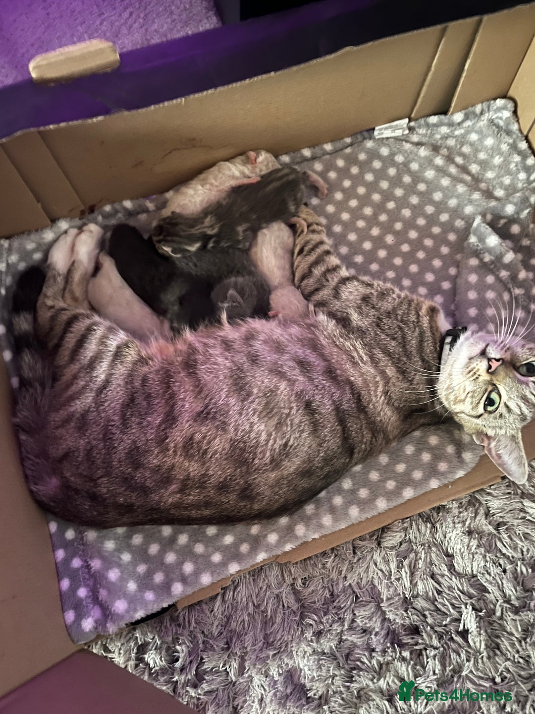 British Shorthair cats for sale: 6 adorable BSH kittens looking for forever homes  - Image 16