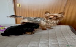 Yorkshire Terrier dogs for sale: Yorkshire terrier pups - Image 8