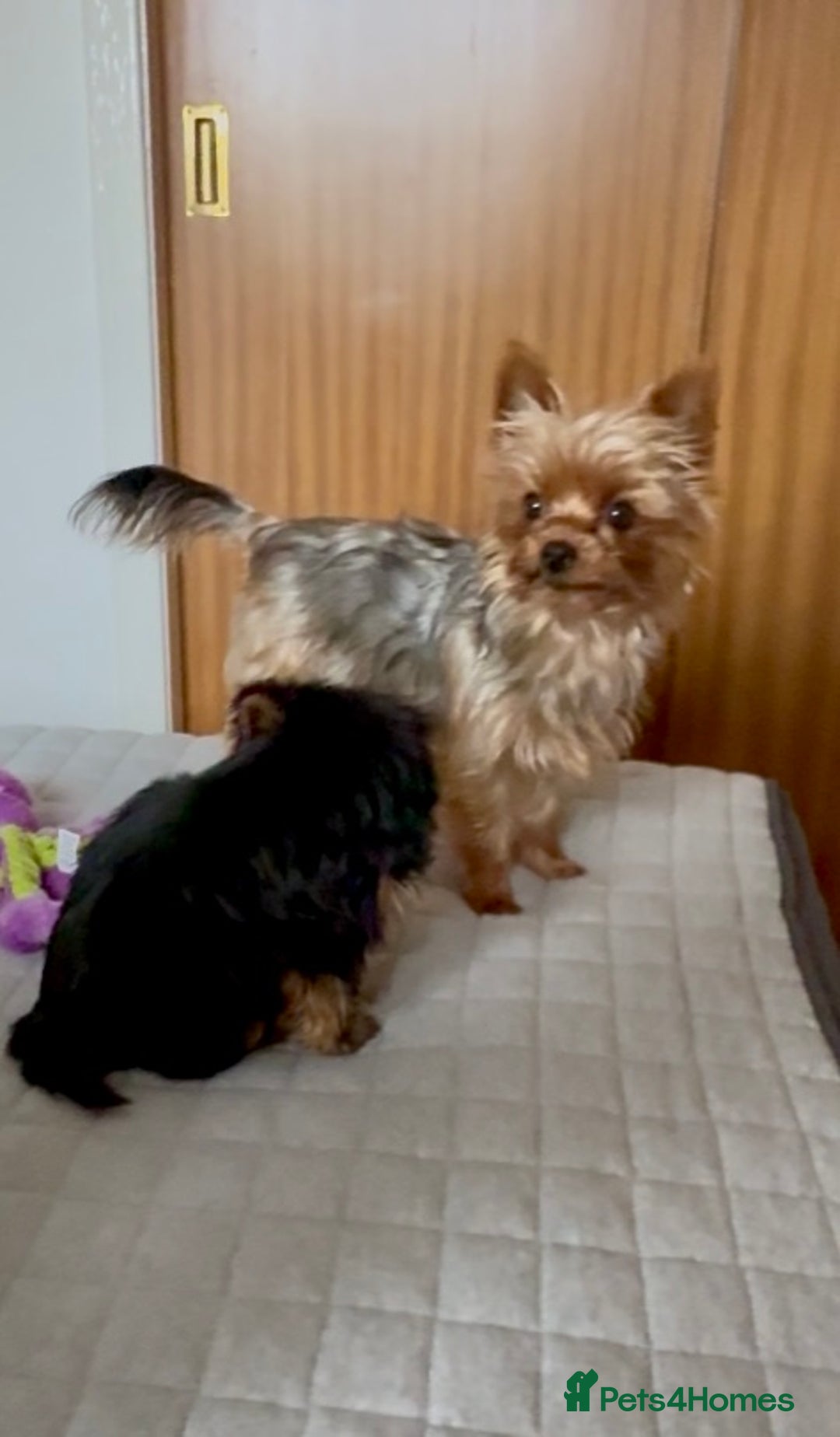 Yorkshire Terrier dogs for sale: Yorkshire terrier pups - Image 8